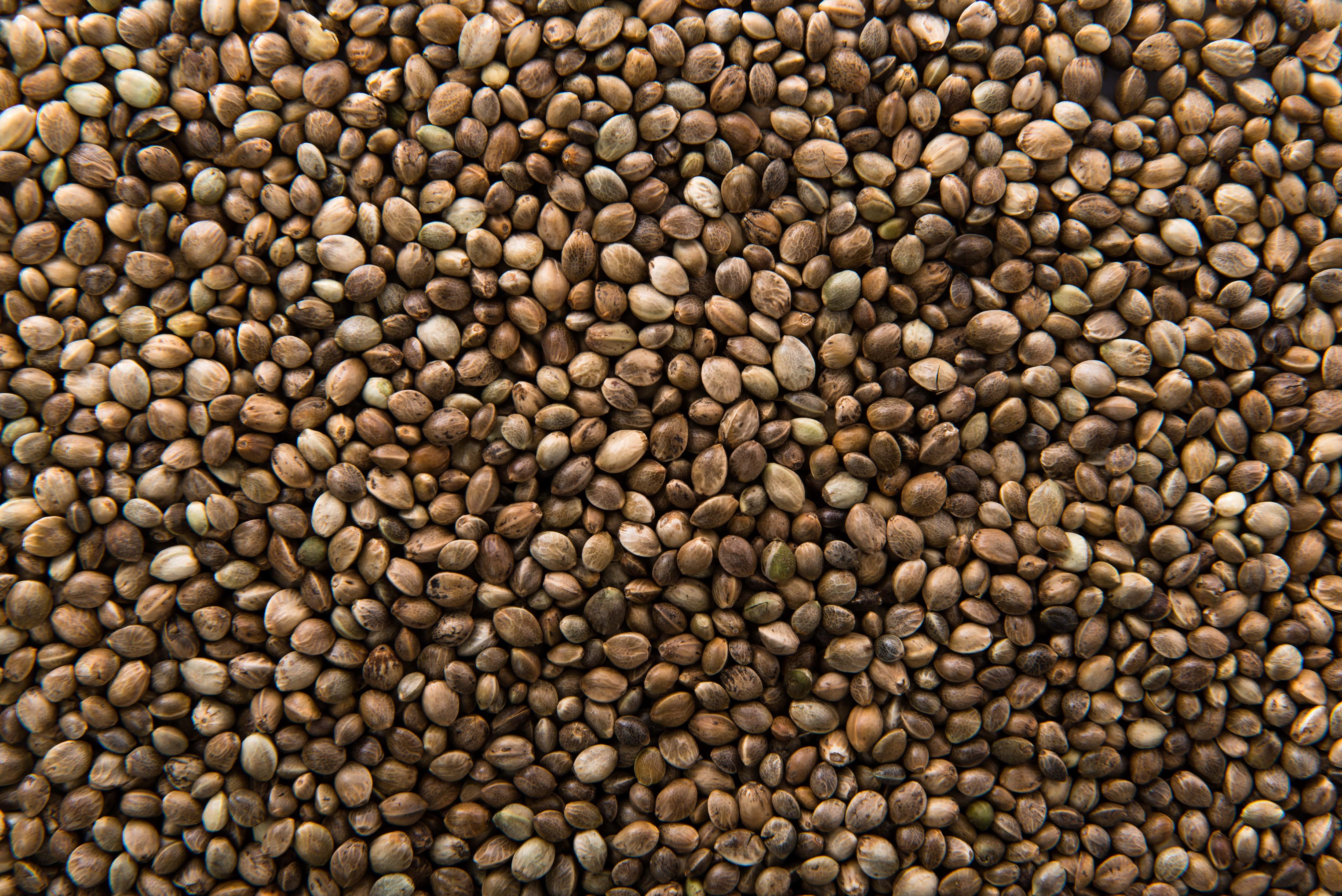 Macro photo of hemp seeds used to illustrate new hemp farm bill regulations for cannabis seed companies.