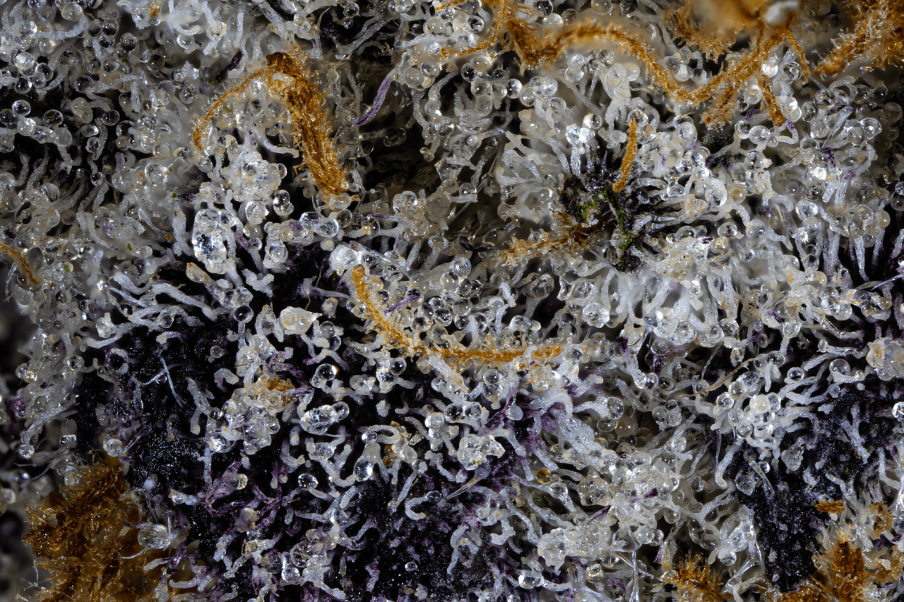 Macro photograph of Lip Smacker cannabis strain showing dense trichome coverage, purple hues, and amber pistils coated in resin.